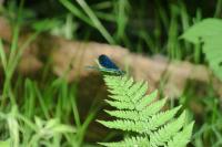 Calopteryx virgo