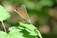 Calopteryx virgo