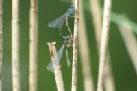 Ischnura elegans