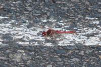 Sympetrum fonscolombii