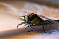 Gomphus vulgatissimus