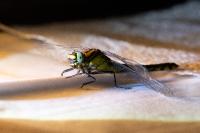Gomphus vulgatissimus