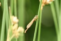 Ceriagrion tenellum