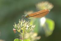 Calopteryx virgo