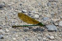 Calopteryx splendens