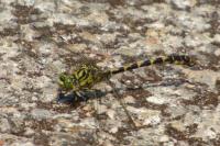 Onychogomphus forcipatus
