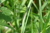 Ischnura elegans
