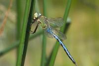 Anax imperator