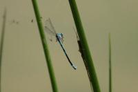 Coenagrion scitulum