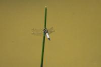 Orthetrum albistylum