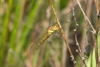 Sympetrum striolatum