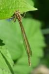 Platycnemis pennipes