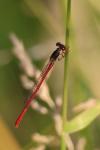 Ceriagrion tenellum