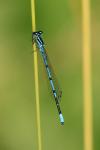 Coenagrion puella