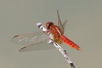 Crocothemis erythraea