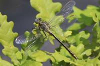 Gomphus pulchellus