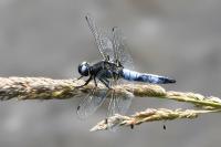 Libellula fulva