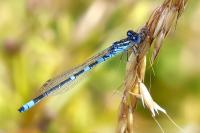 Coenagrion scitulum