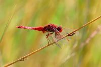 Crocothemis erythraea