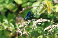 Calopteryx splendens