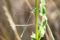 Lestes barbarus