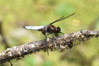 Libellula depressa