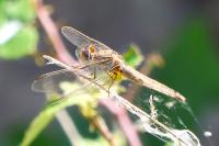 Crocothemis erythraea