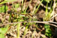 Orthetrum albistylum