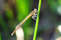 Platycnemis acutipennis