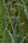 Platycnemis acutipennis