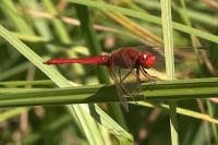 Crocothemis erythraea