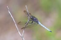 Orthetrum coerulescens