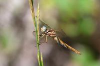 Orthetrum coerulescens