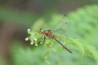 Somatochlora flavomaculata