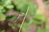 Orthetrum albistylum