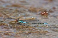 Erythromma viridulum