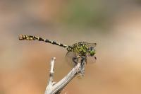 Onychogomphus forcipatus
