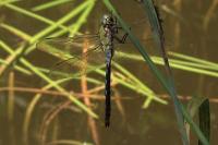 Anax imperator