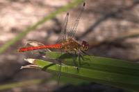 Sympetrum sanguineum