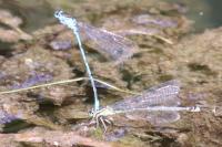 Coenagrion puella