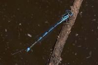 Erythromma lindenii