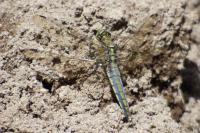 Orthetrum cancellatum