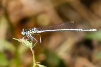 Platycnemis pennipes