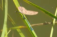 Erythromma lindenii