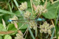 Ischnura elegans