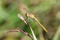 Sympetrum meridionale
