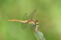 Sympetrum sanguineum