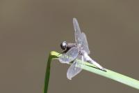 Libellula fulva