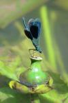 Calopteryx splendens