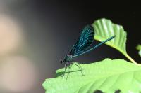 Calopteryx virgo